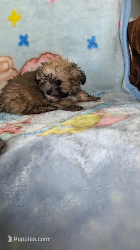 Luke  – Pomapoo puppy for sale in Shipshewana, IN