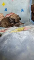 Luke , a male Pomapoo for sale in Shipshewana, IN – 1 of 10