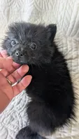 Haillie, a female Pomeranian for sale in Shipshewana, IN – 2 of 10