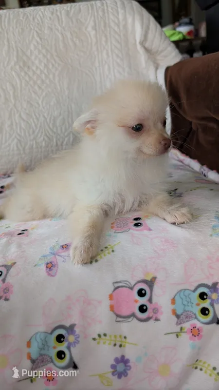 Tracy – Pomeranian puppy for sale in Shipshewana, IN