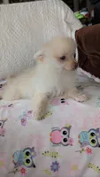Tracy, a female Pomeranian for sale in Shipshewana, IN – 1 of 10