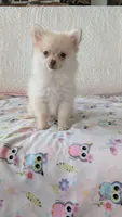 Tracy, a female Pomeranian for sale in Shipshewana, IN – 7 of 10