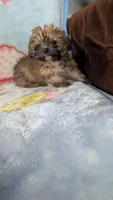 Luke , a male Pomapoo for sale in Shipshewana, IN – 8 of 10