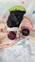 Cinder, a male Pomeranian for sale in Shipshewana, IN – 2 of 10