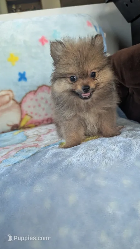 Leasel – Pomeranian puppy for sale in Shipshewana, IN