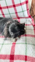 Daylillie, a female Pomeranian for sale in Shipshewana, IN – 5 of 7