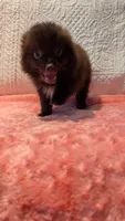Gus, a male Pomeranian for sale in Shipshewana, IN – 3 of 10