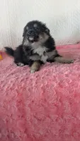 Bo- bo, a female Pomeranian for sale in Shipshewana, IN – 10 of 10