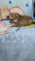 Pippi, a female Pomeranian for sale in Shipshewana, IN – 8 of 10