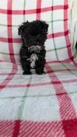 Lorrie , a female Maltipom for sale in Shipshewana, IN – 6 of 10