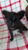 Lucy , a female Pomeranian for sale in Shipshewana, IN – 10 of 10