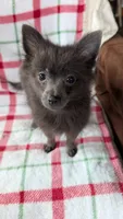 Gracie, a female Pomeranian for sale in Shipshewana, IN – 5 of 10