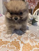 Tucker, a male Pomeranian for sale in Shipshewana, IN – Photo 1 of 10