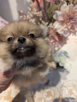 Tucker, a male Pomeranian for sale in Shipshewana, IN – Photo 3 of 10