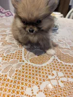 Tucker, a male Pomeranian for sale in Shipshewana, IN – Photo 5 of 10