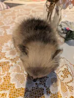 Tucker, a male Pomeranian for sale in Shipshewana, IN – Photo 4 of 10