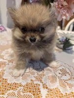 Tucker, a male Pomeranian for sale in Shipshewana, IN – Photo 10 of 10