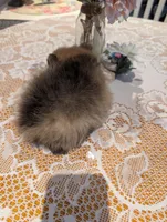 Tucker, a male Pomeranian for sale in Shipshewana, IN – Photo 6 of 10