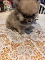 Tucker, a male Pomeranian for sale in Shipshewana, IN – Photo 9 of 10