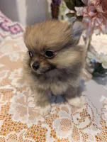 Tucker, a male Pomeranian for sale in Shipshewana, IN – Photo 2 of 10