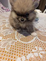 Tucker, a male Pomeranian for sale in Shipshewana, IN – Photo 8 of 10