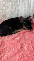 Roxy , a female Yorkshire Terrier for sale in Shipshewana, IN – 3 of 10