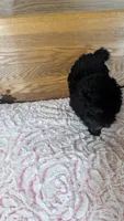 Patsie, a female Poodle - Toy  for sale in Shipshewana, IN – 3 of 10