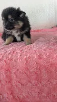 Bo- bo, a female Pomeranian for sale in Shipshewana, IN – 8 of 10