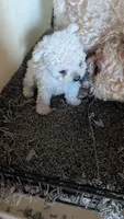 Serena, a female Pomapoo for sale in Shipshewana, IN – 5 of 9