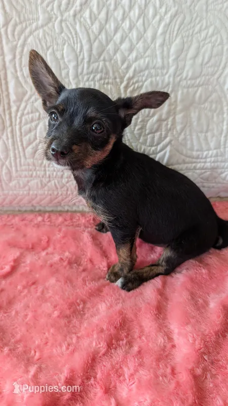 Roxy  – Yorkshire Terrier puppy for sale in Shipshewana, IN