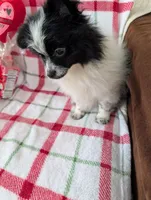 Hudson, a male Pomeranian for sale in Shipshewana, IN – Photo 9 of 10