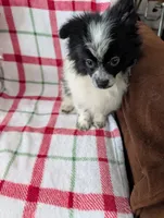 Hudson, a male Pomeranian for sale in Shipshewana, IN – Photo 7 of 10