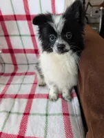 Hudson, a male Pomeranian for sale in Shipshewana, IN – Photo 6 of 10