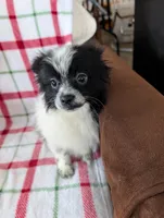 Hudson, a male Pomeranian for sale in Shipshewana, IN – Photo 3 of 10