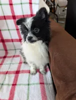 Hudson, a male Pomeranian for sale in Shipshewana, IN – Photo 5 of 10