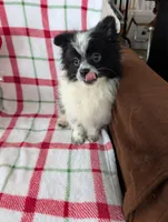 Hudson, a male Pomeranian for sale in Shipshewana, IN – Photo 1 of 10