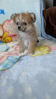 Pippi, a female Pomeranian for sale in Shipshewana, IN – 9 of 10
