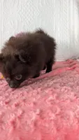 Crunchy , a female Pomeranian for sale in Shipshewana, IN – 3 of 10