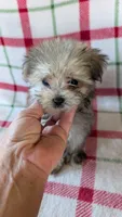 Dusty , a male Maltipoo for sale in Shipshewana, IN – 8 of 10