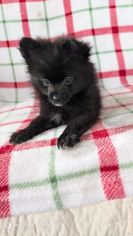 Rizzo  – Pomeranian puppy for sale in Shipshewana, IN