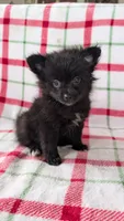 Rizzo , a male Pomeranian for sale in Shipshewana, IN – Photo 10 of 10