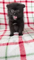 Rizzo , a male Pomeranian for sale in Shipshewana, IN – Photo 6 of 10