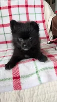 Rizzo , a male Pomeranian for sale in Shipshewana, IN – Photo 8 of 10
