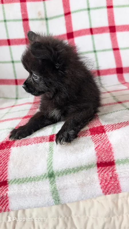 Rizzo  – Pomeranian puppy for sale in Shipshewana, IN