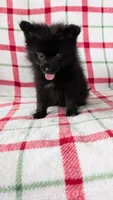 Rizzo , a male Pomeranian for sale in Shipshewana, IN – Photo 3 of 10