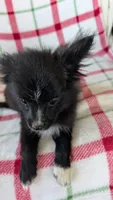 Lucy , a female Pomeranian for sale in Shipshewana, IN – 4 of 10
