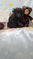 Barry , a male Pomeranian for sale in Shipshewana, IN – 6 of 10