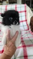 Waver, a male Pomeranian for sale in Shipshewana, IN – 3 of 3