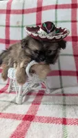 Harley , a male Shiranian for sale in Shipshewana, IN – 2 of 10
