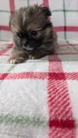 Harley , a male Shiranian for sale in Shipshewana, IN – 10 of 10